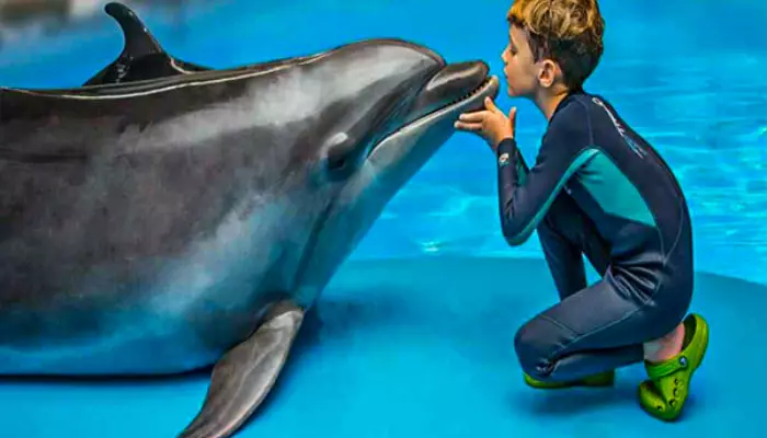 دلفین&nbsp;درمانی؛ روشی برای بهبود سلامت کودکان