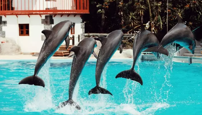 خرید بلیت های دلفیناریوم استانبول