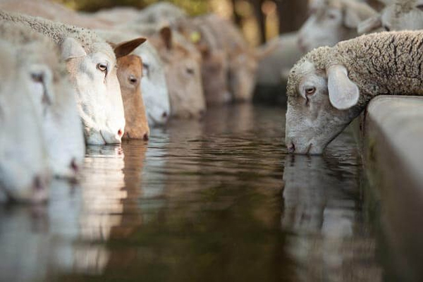 آخرین وضعیت قیمت در بازار گوسفند زنده