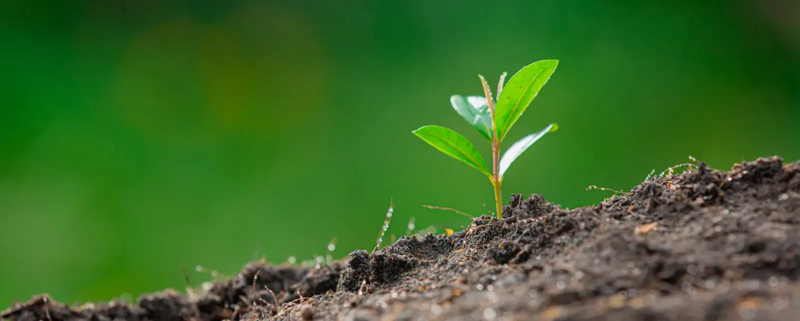 آینده سبز کسب وکار