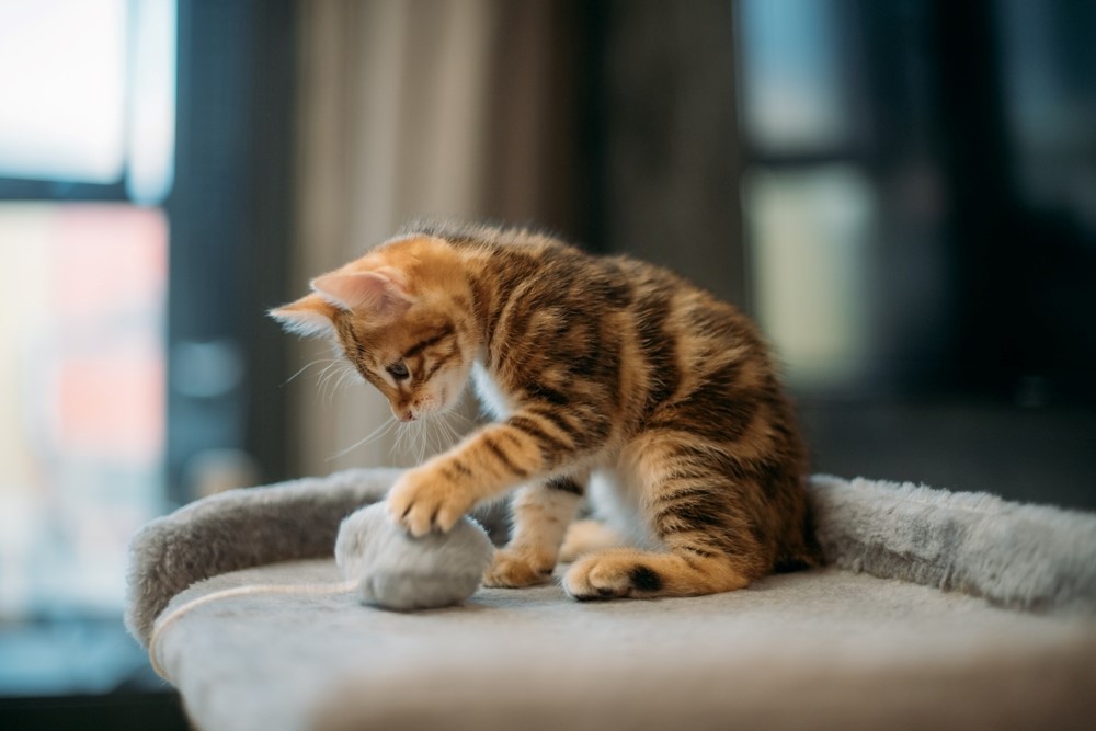 بازی و سرگرمی؛ کلید سلامت و شادی گربه