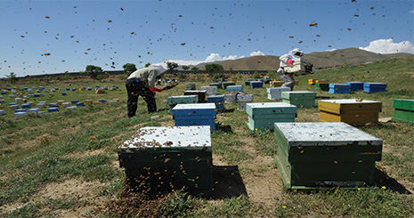 beekeeping1